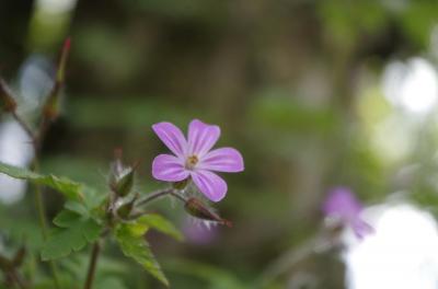 Dans le jardin